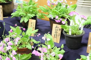 anderusenkouen 018.jpg